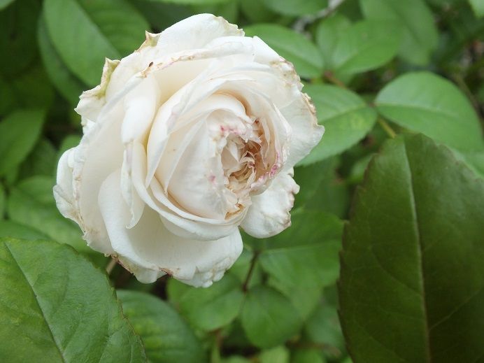  photo clotilde_zpsa5e2760f.jpg